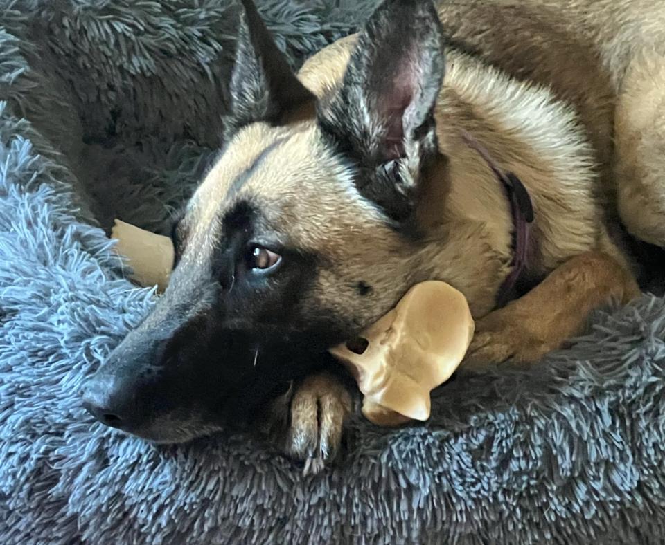 Preciosa with her head down on a a chew toy on a fuzzy bed